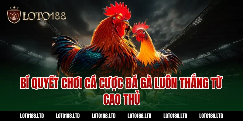 Bí quyết chơi cá cược đá gà luôn thắng từ cao thủ