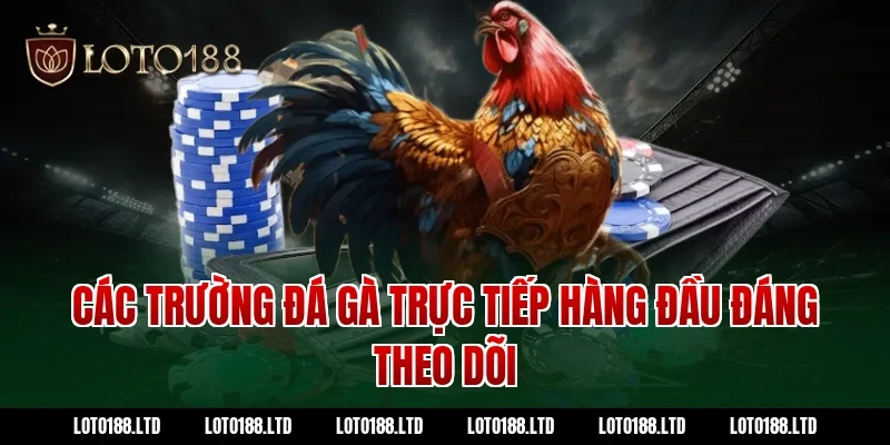 Các trường đá gà trực tiếp hàng đầu đáng theo dõi
