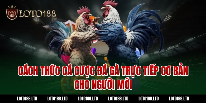 Cách thức cá cược đá gà trực tiếp cơ bản cho người mới