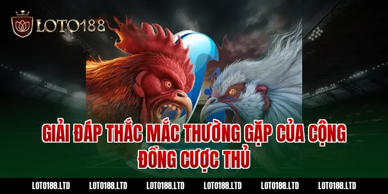 Giải đáp thắc mắc thường gặp của cộng đồng cược thủ