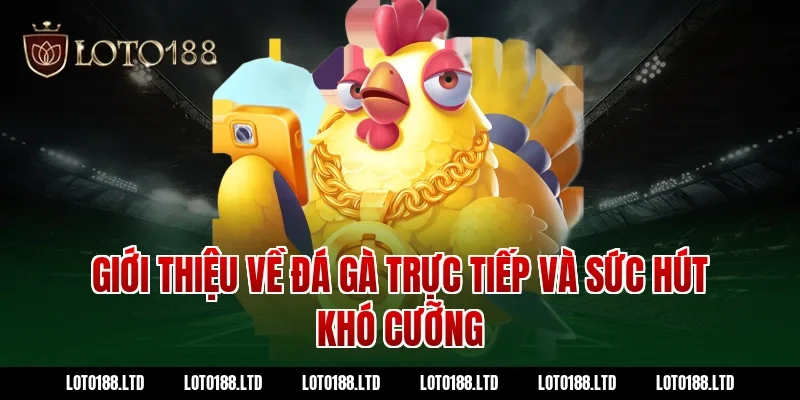 Giới thiệu về đá gà trực tiếp và sức hút khó cưỡng