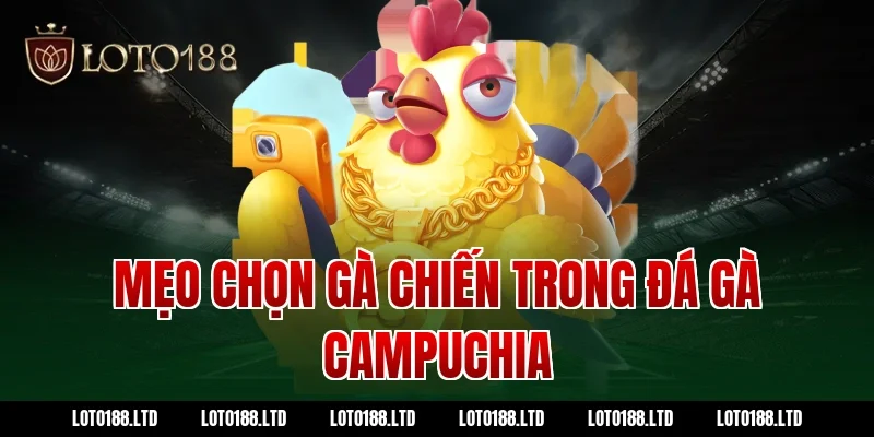 Mẹo chọn gà chiến trong đá gà Campuchia