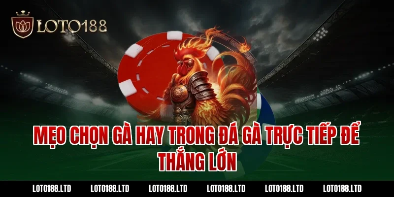 Mẹo chọn gà hay trong đá gà trực tiếp để thắng lớn