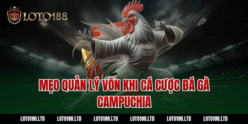 Mẹo quản lý vốn khi cá cược đá gà Campuchia