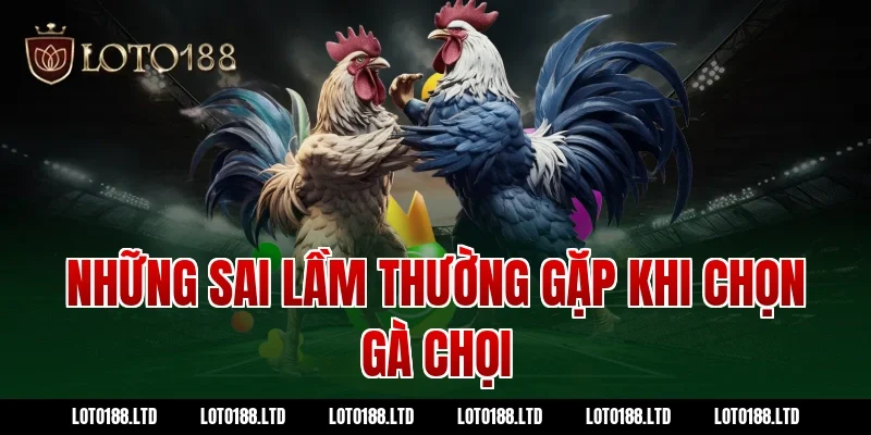 Những sai lầm thường gặp khi chọn gà chọi