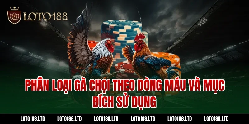 Phân loại gà chọi theo dòng máu và mục đích sử dụng