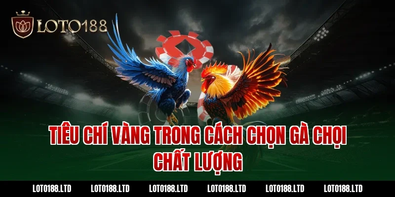 Tiêu chí vàng trong cách chọn gà chọi chất lượng